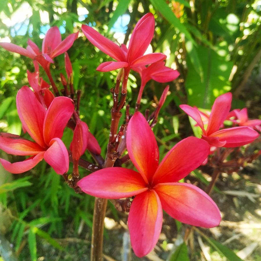Puerto Viejo de Talamanca Black Bamboo מראה חיצוני תמונה